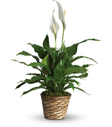 Simply Elegant Spathiphyllum from Olney's Flowers of Rome in Rome, NY